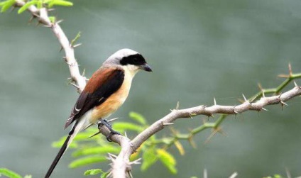 Shrike - ouă obișnuită