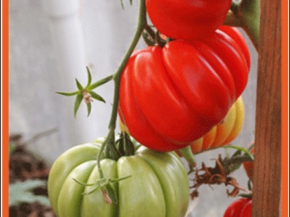 Varietate de cosuri originale de ciuperci tomate cum să crească și descriere