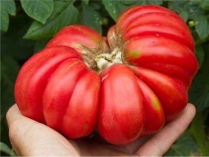 Varietate de coș de ciuperci tomate originale cum să crească și descriere