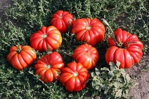 Varietate de cosuri originale de ciuperci tomate cum să crească și descriere