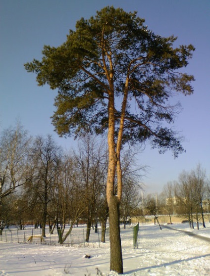 Pine (fa), amely leírást és orvosi tulajdonságait fenyő használják a népi gyógyászatban, és