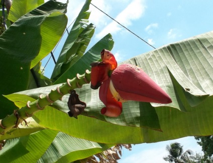 Inflorescența unei banane este neobișnuită și frumoasă, cabană de tanin