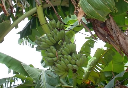 Inflorescența unei banane este neobișnuită și frumoasă, cabană de tanin