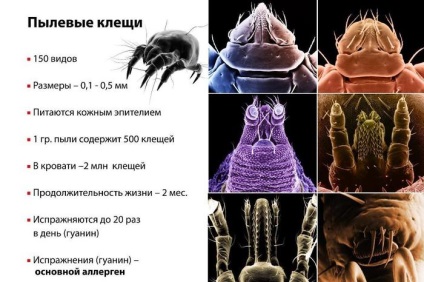 Creați un interior fără praf simple sfaturi pentru o viață sănătoasă - sfaturi utile