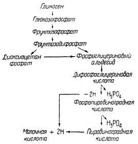 Coacerea carnii - totul despre tehnologia cărnii și a produselor din carne