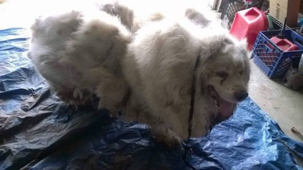 Salvarea câinelui de tunsoare a revenit la viață, salvându-l din 16 kg de lână