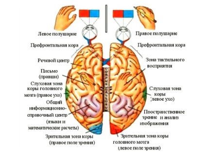 Abilitatea de a învăța limbi depinde de capacitatea de matematică