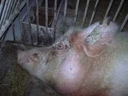 Articole despre porcine veterinare pe piginfo, porcine sarcoptice