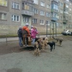 O turmă de câini vagabonzi din Krasnojarsk a atacat copilul, ultimele știri pentru tine