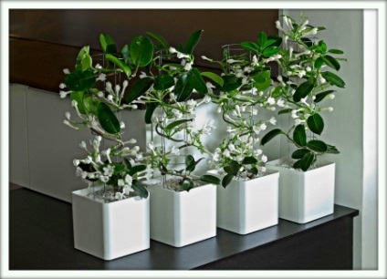 Stephanotis (stephanotis)