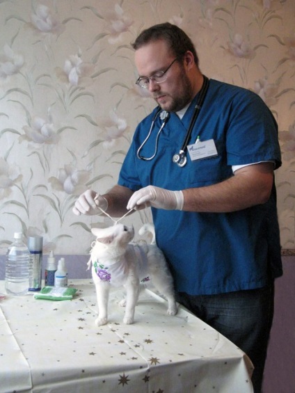 A macskák sterilizálása otthon St. Petersburgban, a cég - mentő-24