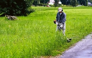 Tăiere cositoare după plantare