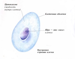 Structura celulară umană, diviziunea celulară și aspectul, descrierea cu imagini pentru copii