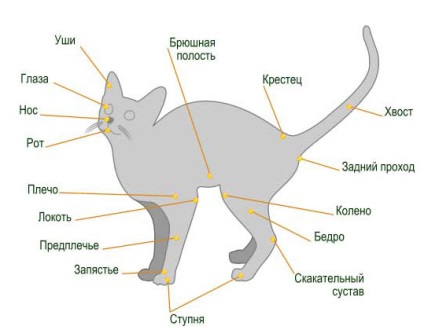 Structura pisicii