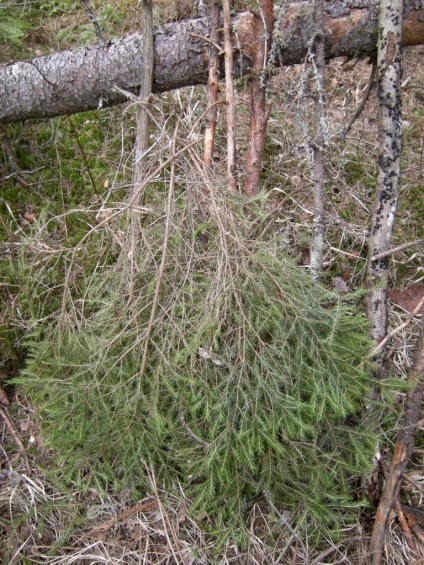 Construirea unei cabane în pădure - supraviețuire în condiții sălbatice și extreme