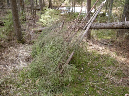 Construirea unei cabane în pădure - supraviețuire în condiții sălbatice și extreme