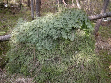 Construirea unei cabane în pădure - supraviețuire în condiții sălbatice și extreme