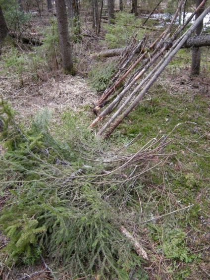 Construirea unei cabane în pădure - supraviețuire în condiții sălbatice și extreme