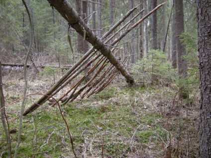 Construirea unei cabane în pădure - supraviețuire în condiții sălbatice și extreme
