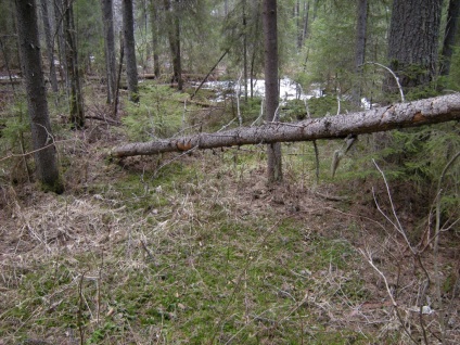 Construirea unei cabane în pădure - supraviețuire în condiții sălbatice și extreme