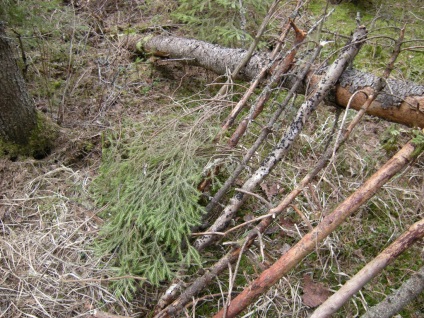 Construirea unei cabane în pădure - supraviețuire în condiții sălbatice și extreme