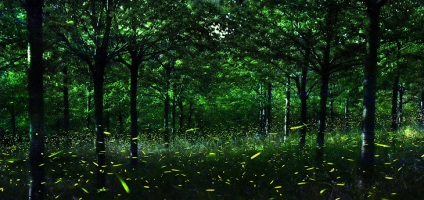 Fireflies, știri despre fotografii