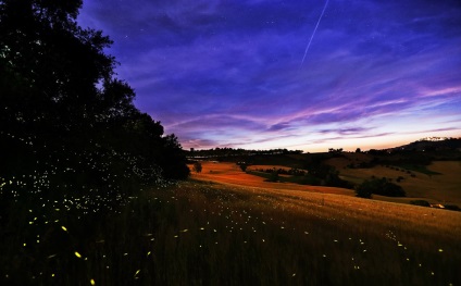 Fireflies, știri despre fotografii