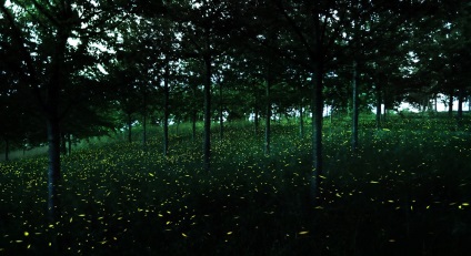 Fireflies, știri despre fotografii