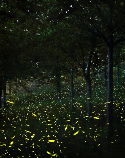 Fireflies, știri despre fotografii