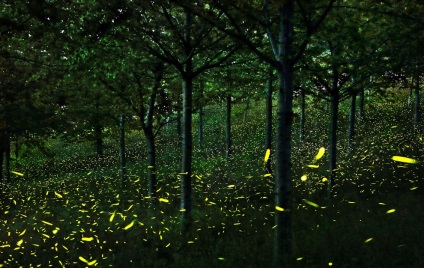 Fireflies, știri despre fotografii