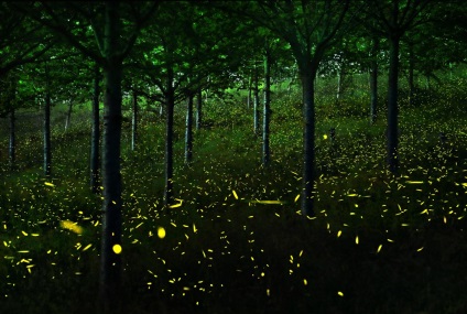 Fireflies, știri despre fotografii