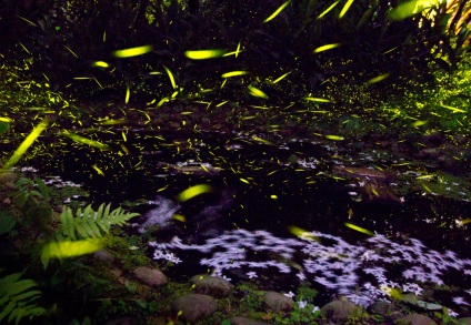 Fireflies, știri despre fotografii