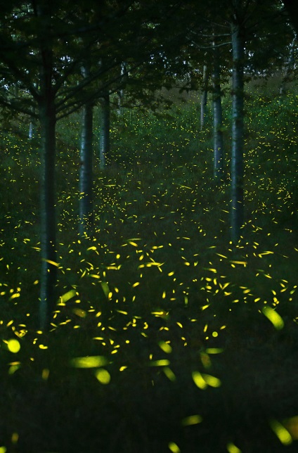 Fireflies, știri despre fotografii