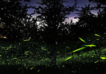 Fireflies, știri despre fotografii