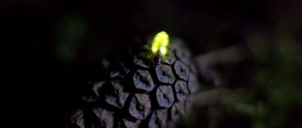 Fireflies în pădurile din Japonia (21 fotografii)