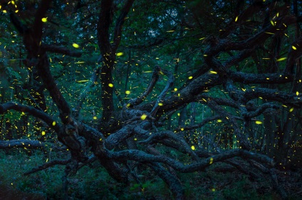 Fireflies în imaginea de pădure magică a luminii spirituale