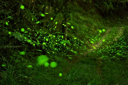 Fireflies în imaginea de pădure magică a luminii spirituale