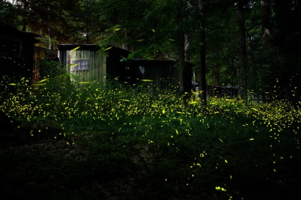 Fireflies în imaginea de pădure magică a luminii spirituale