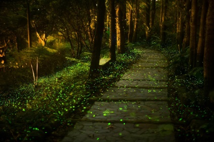 Fireflies în imaginea de pădure magică a luminii spirituale