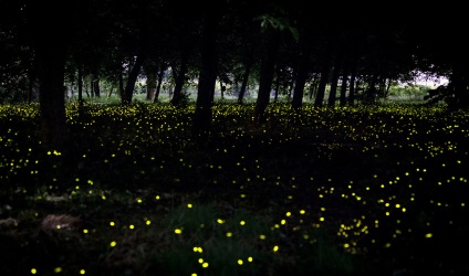 Fireflies în imaginea de pădure magică a luminii spirituale