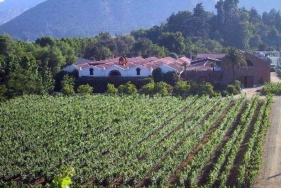 Terramater kései szüret - terramater Laith havest, borok Chile, chilei bor, vásárolni bort szállítás