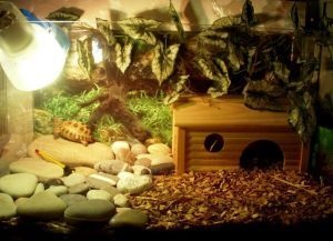 Terrarium cu mâinile proprii