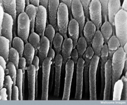 Țesuturi și organe ale unui om sub microscop