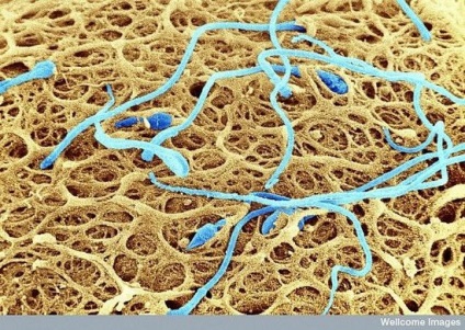 Țesuturi și organe ale unui om sub microscop