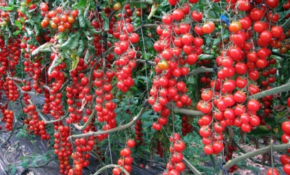 Tomate soiuri de cireșe pentru seră cele mai bune tomate, cultivare și semințe