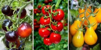 Tomate soiuri de cireșe pentru seră cele mai bune tomate, cultivare și semințe