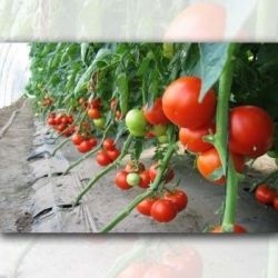 Tomato Linda prețul f1 al ucrainei