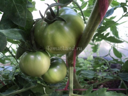 Tomato Pink Paradise descriere, recenzii, fotografie, caracteristica