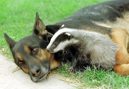 Atingand povesti incredibile despre prietenia dintre animalele de rase diferite, mixtele