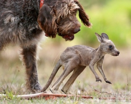 Atingand povesti incredibile despre prietenia dintre animalele de rase diferite, mixtele